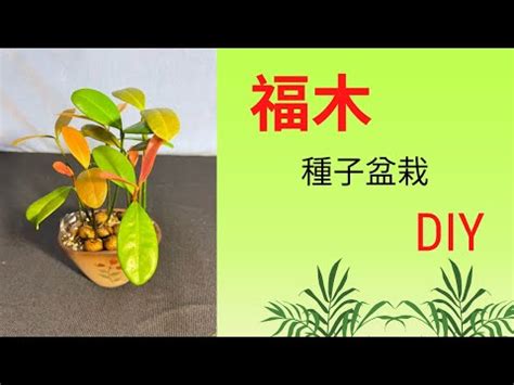 福木寓意|福木樹：打造自然陽台